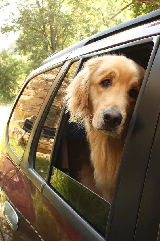 A Golden Retriever sitting in the passenger seat with sad face in the window