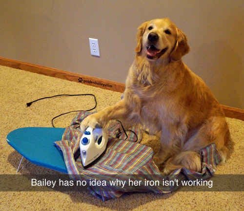 A Golden Retriever sitting on the floor while ironing clothes