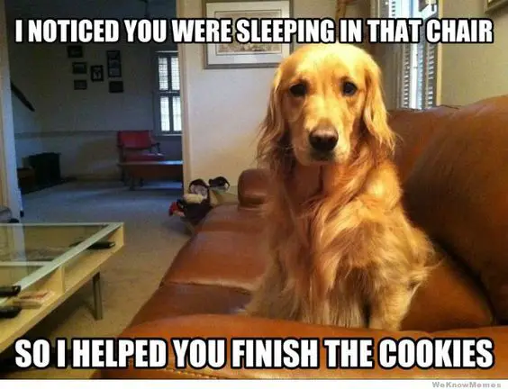 Golden Retriever sitting on the couch photo with text - I noticed you were sleeping in that chair. So I helped you finish the cookies