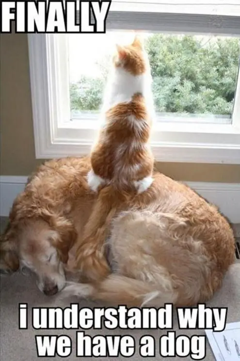 Golden Retriever sleeping by the window while a cat is sitting on top of him looking outside photo with text - Finally I understand why we have a dog