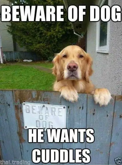 Golden Retriever standing behind the wooden fence photo with text - Beware of dog he wants cuddles