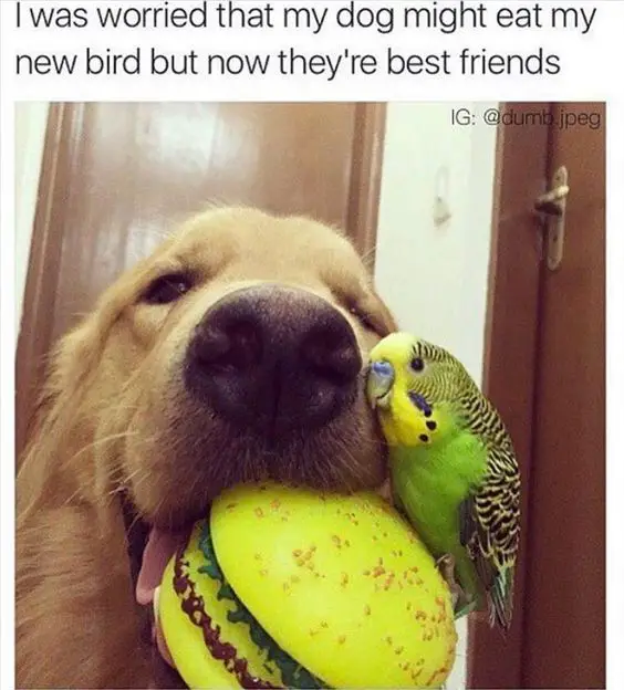 a lovebird sitting on a ball in the mouth of a Golden Retriever photo with caption - I was worried that my dog might eat my new bird but now they're best friends