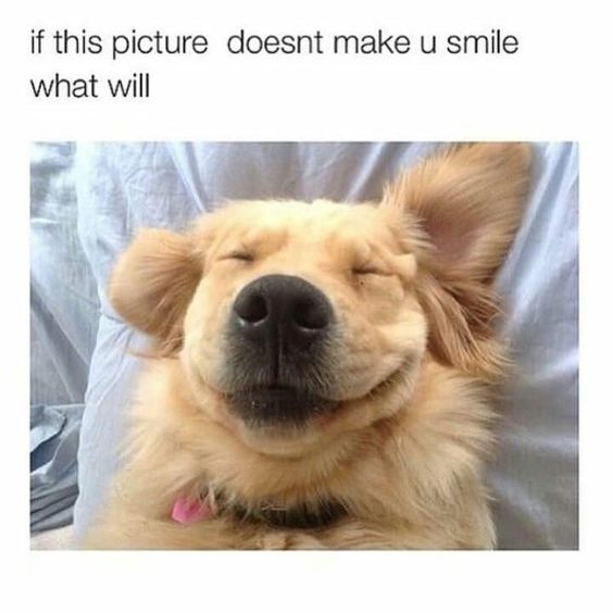 photo of a Golden Retriever on the bed, smiling while sleeping with caption - If this picture doesn't make you smile what will