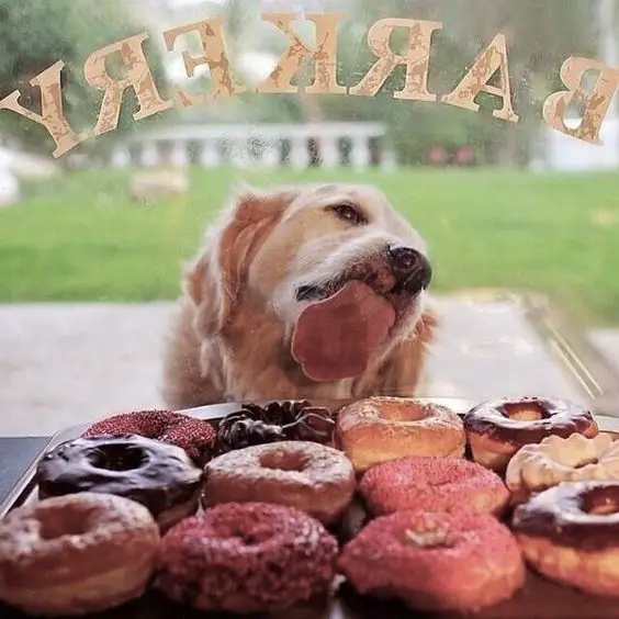 Golden Retriever licking the glass wall behind the tray of donuts in the bakery