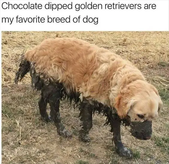 Golden Retriever walking in the field with lower part of its body is covered in mud photo with caption - Chocolate dipped Golden Retrievers are my favorite breed of dog