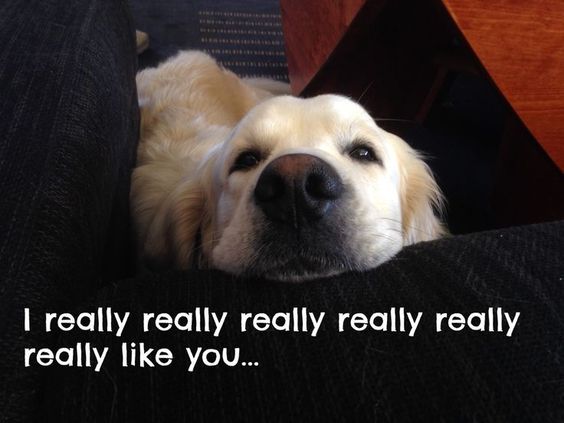 Golden Retriever lying on the couch with its adorable face photo with text - I really really really really like you...