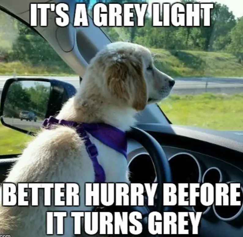 Golden Retriever puppy standing on the steering wheel inside the car while looking at the road photo with text - It's a grey light. Better hurry before it turns grey