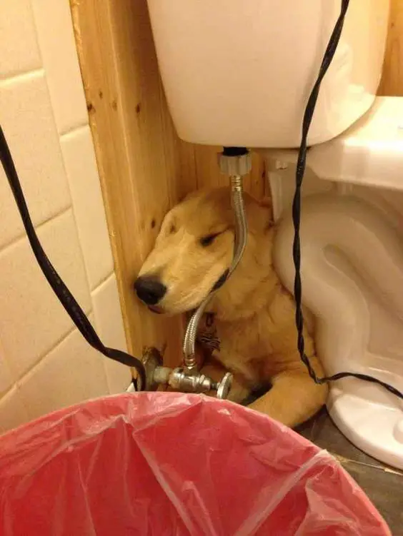 Golden Retriever lying behind the toilet with its face stuck in the tube