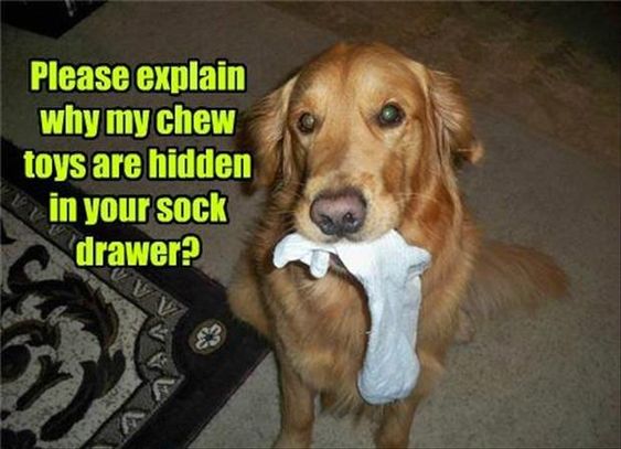 Golden Retriever sitting on the floor with a sock in its mouth photo with text - Please explain why my chew toys are hidden in your sock drawer?