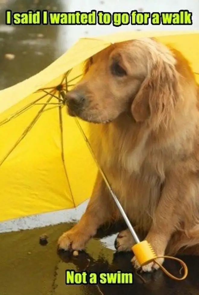 a sad Golden Retriever sitting on the wet road behind the yellow umbrella next to him photo with text - I said I wanted to go for a walk Not a swim