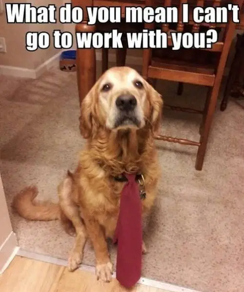 Golden Retriever wearing red neck tie while sitting on the floor photo with text - What do you mean I can't go to work with you?
