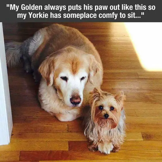 a Yorkie sitting on the paw of a Golden Retriever lying on the floor