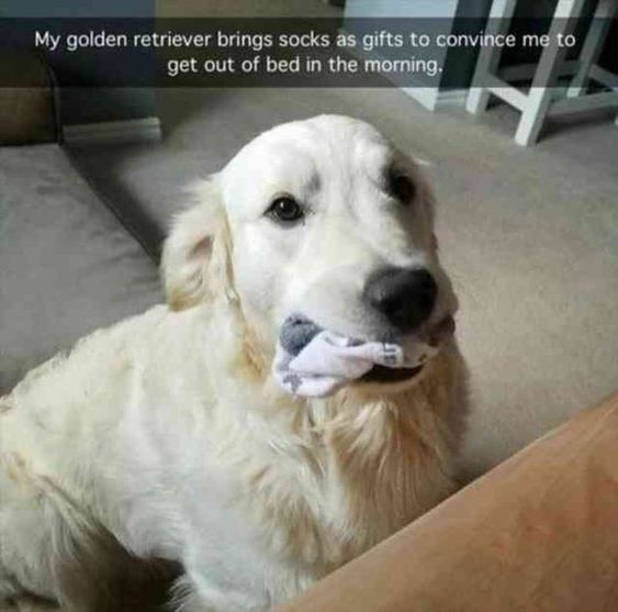 Golden Retriever sitting on the floor with socks in its mouth photo with caption - my Golden Retriever brings socks as gift to convince me to get out of bed in the morning