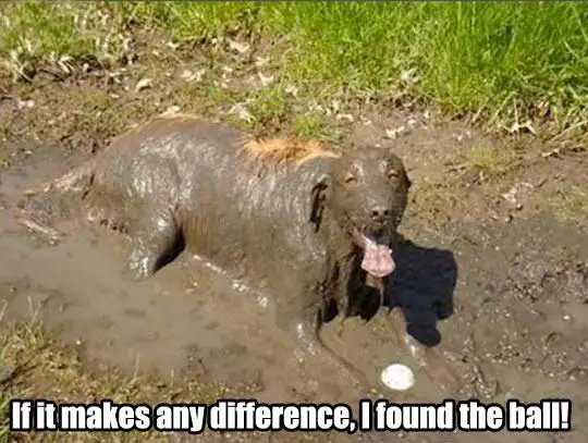 Golden Retriever lying in mud while smiling photo with text - It makes any difference, I found the ball!