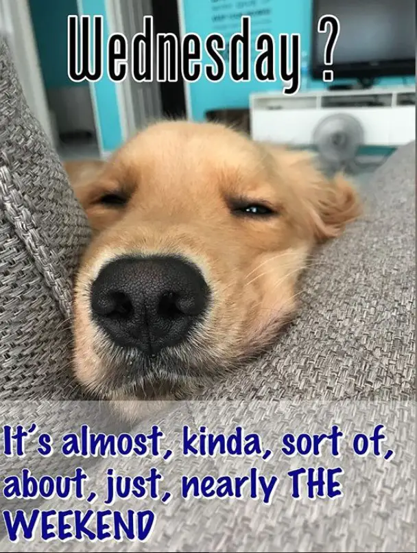 adorable face of a Golden Retriever on the corner of the couch photo with text - Wednesday? It's almost, kinda, sort of, about, just, nearly the weekend