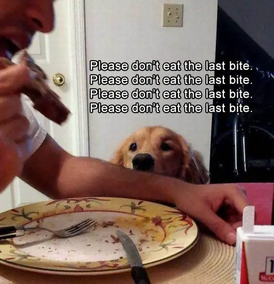 Golden Retriever staring at the man eating its food photo with text - Please don't eat the last bite... Please don't eat the last bite... Please don't eat the last bite...