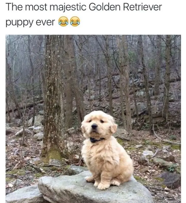 Golden Retriever puppy still on top of a rock in the forest with caption - The most majestic Golden Retriever puppy ever