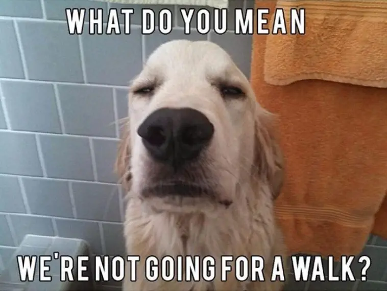 wet and confused Golden Retriever in a bathroom photo with text - What do you mean we're not going for a walk?