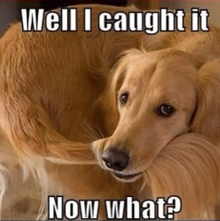 Golden Retriever biting its own tail photo with text - Well I caught it now what?