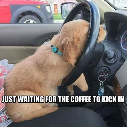 Golden Retriever puppy sitting on the lap of woman sitting in the driver's seat with its face and arms resting through the steering wheel photo with text- Just waiting for the coffee to kick in