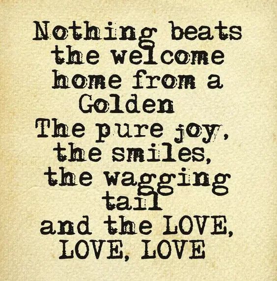 a quote - Nothing beats the welcome home from a Golden. The pure joy, the smiles, the wagging tail and the love love love.