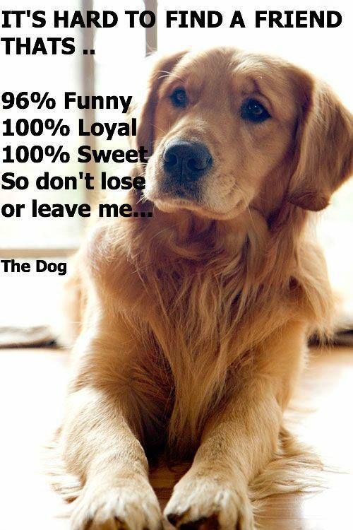 Golden Retriever lying down on the floor photo with a quote- It's hard to find a friend thats... 96% funny, 100% loyal, 100% sweet, so don't lose or leave me... The dog.