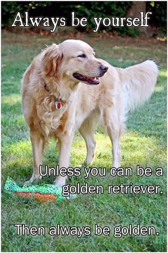 Golden Retriever standing on the green grass at the park while looking sideways photo with a saying- Always be yourself, unless you can be Golden Retriever. Then always be golden.