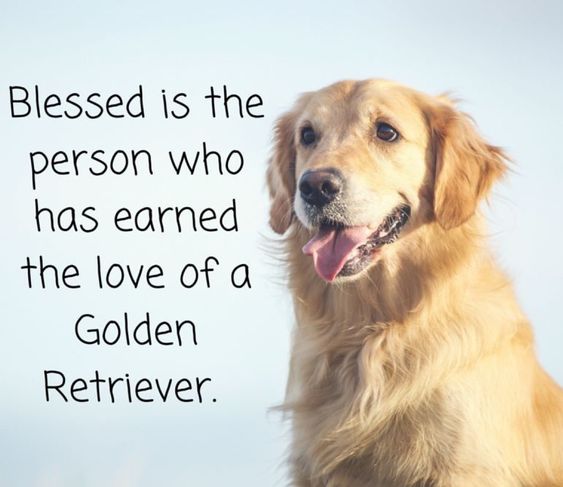 a photo of a happy Golden Retriever with a saying- Blessed is the person who has earned the love of a Golden Retriever.