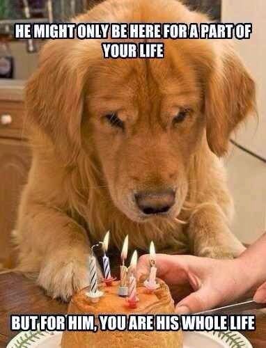 Golden Retriever standing up leaning on the table while staring the a cake with a lit candle photo a saying- He might only be here for a part of your life but for him, you are his whole life