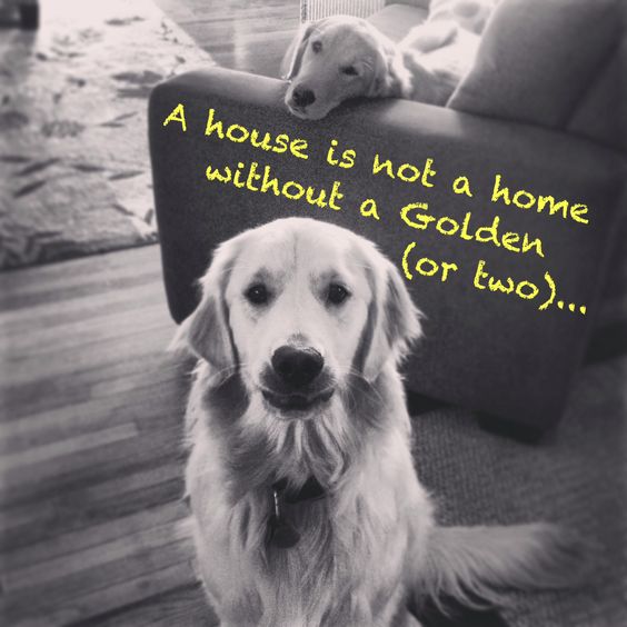 Golden Retriever sitting on the floor photo with saying - A house is not a home without a Golden (or two)...