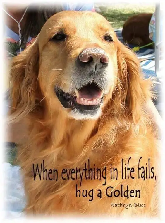 a smiling Golden Retriever photo with saying- When everything in life fails, hug a Golden- Kathryn Blue