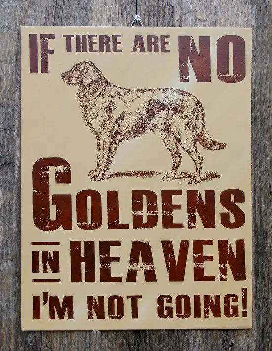 signboard with a saying - If there are no Goldens in heaven I'm not going!