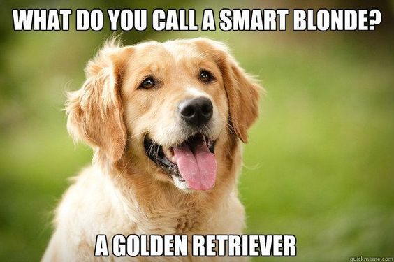 smiling Golden Retriever in the yard photo with text- What do you call a smart blonde? A Golden Retriever.