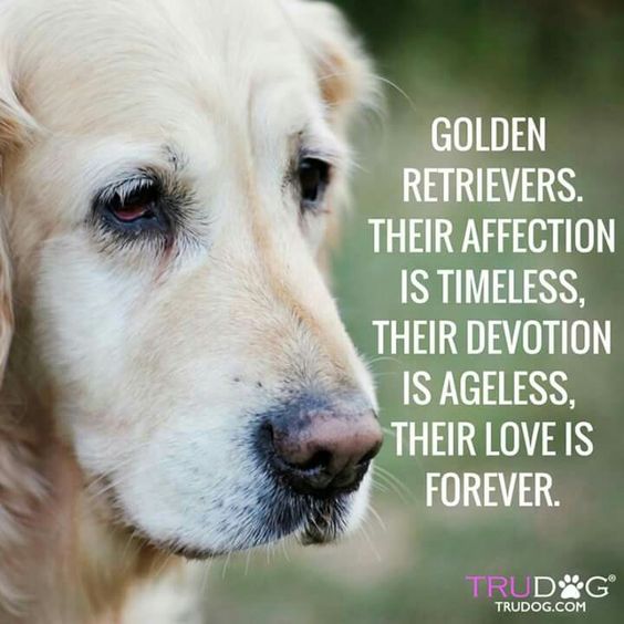 photo of a Golden Retriever's sideview face with a quote- Golden Retrievers. Their affection is timeless, their devotion is ageless, their love is forever.