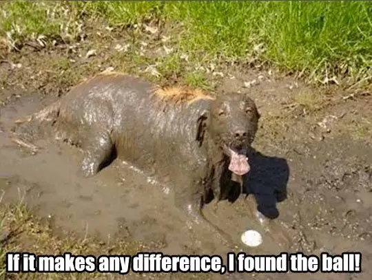 a happy Golden Retriever lying in mud while its whole face and body is covered in mud photo with a saying - If it makes any difference, I found the ball!