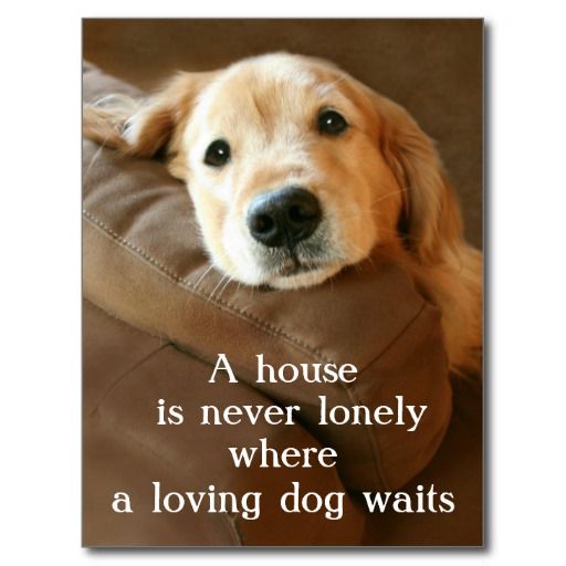 Golden Retriever puppy's adorable face on the arms of the couch photo with saying - A house is never lonely where a loving dog waits