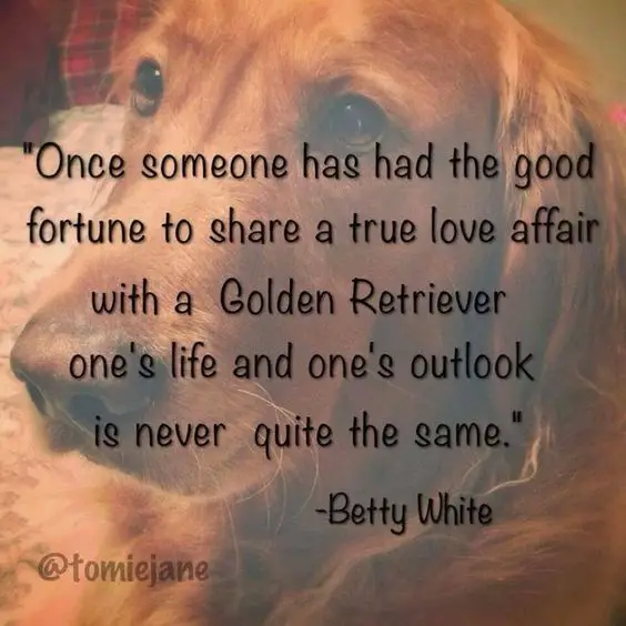 sad face of a Golden Retriever in the background with quote - Once someone has had the good fortune to share a true love affair with a Golden Retriever one's life and one's outlook is never quite the same.- Betty white. 
