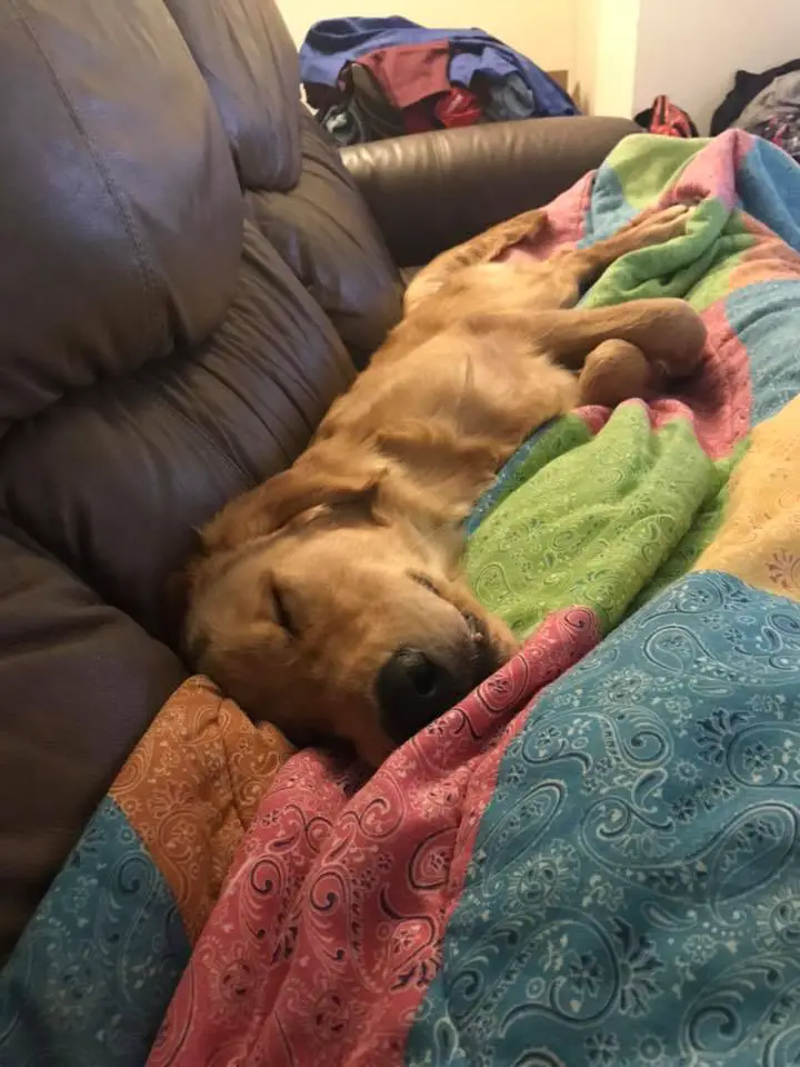 A Golden Retriever sleeping on the couch