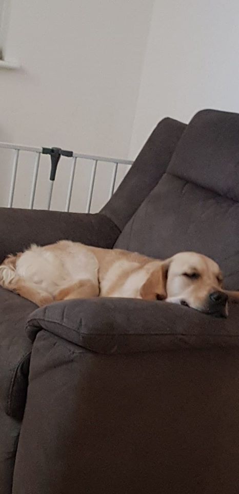 A Golden Retriever lying on the couch