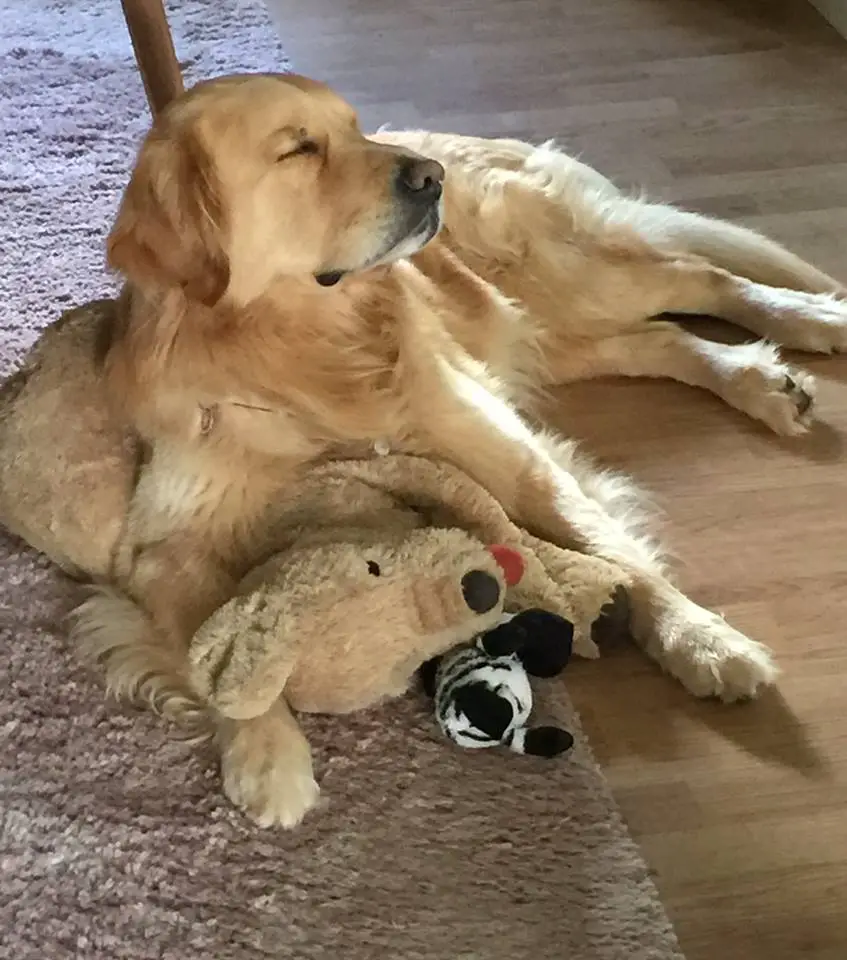 A Golden Retriever lying on the floor with its front legs on top of its stuffed toy