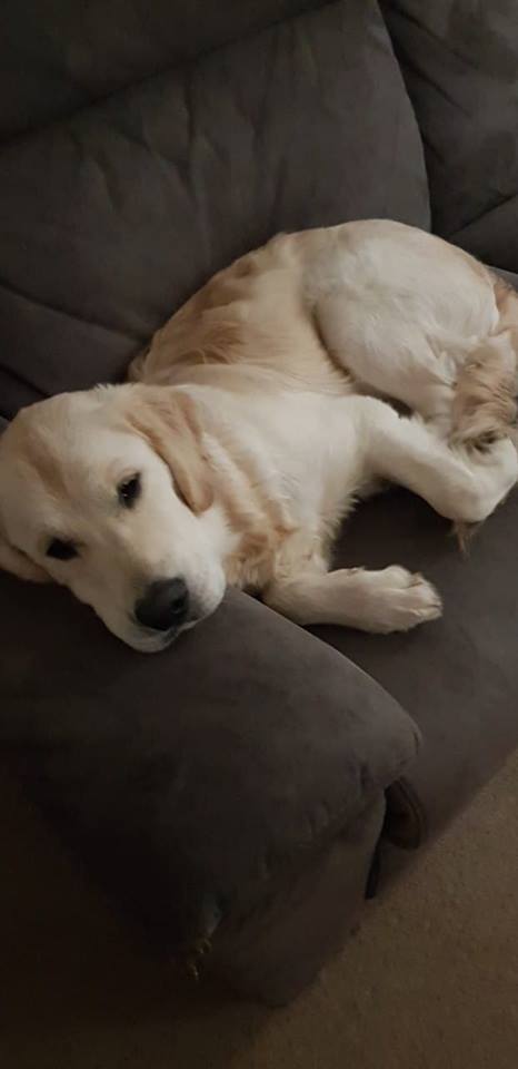A Golden Retriever puppy lying on the couch