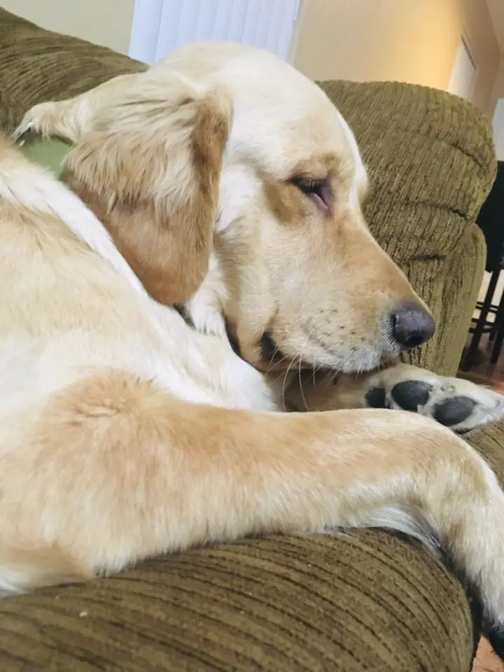A Golden Retriever lying on the couch