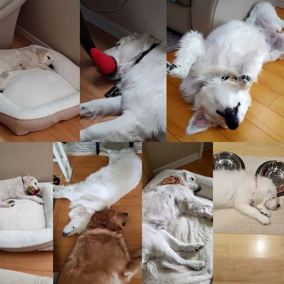 collage photo of a Golden Retriever puppy sleeping in different places