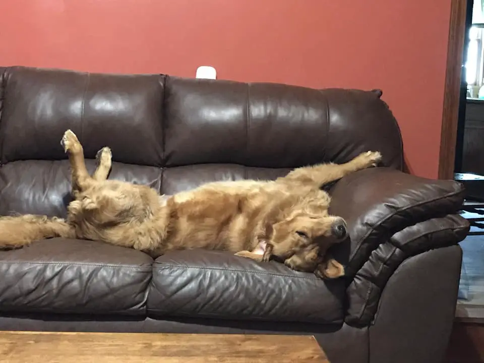 a Golden Retriever sleeping on the couch