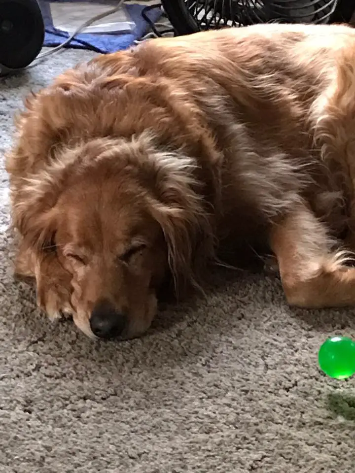 A Golden Retriever sleeping on the floor