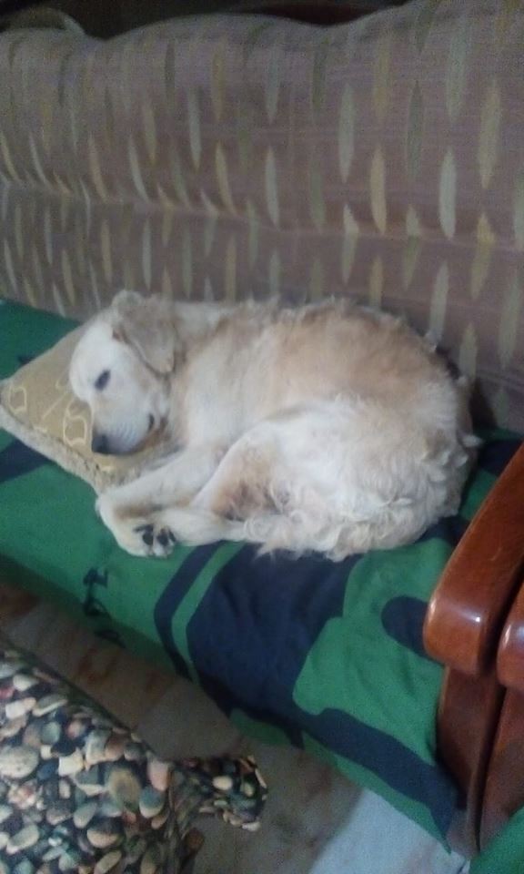 A Golden Retriever sleeping on the couch