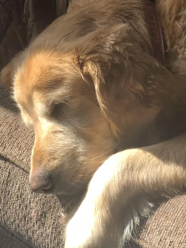 A Golden Retriever lying on the couch with sunlight on its face
