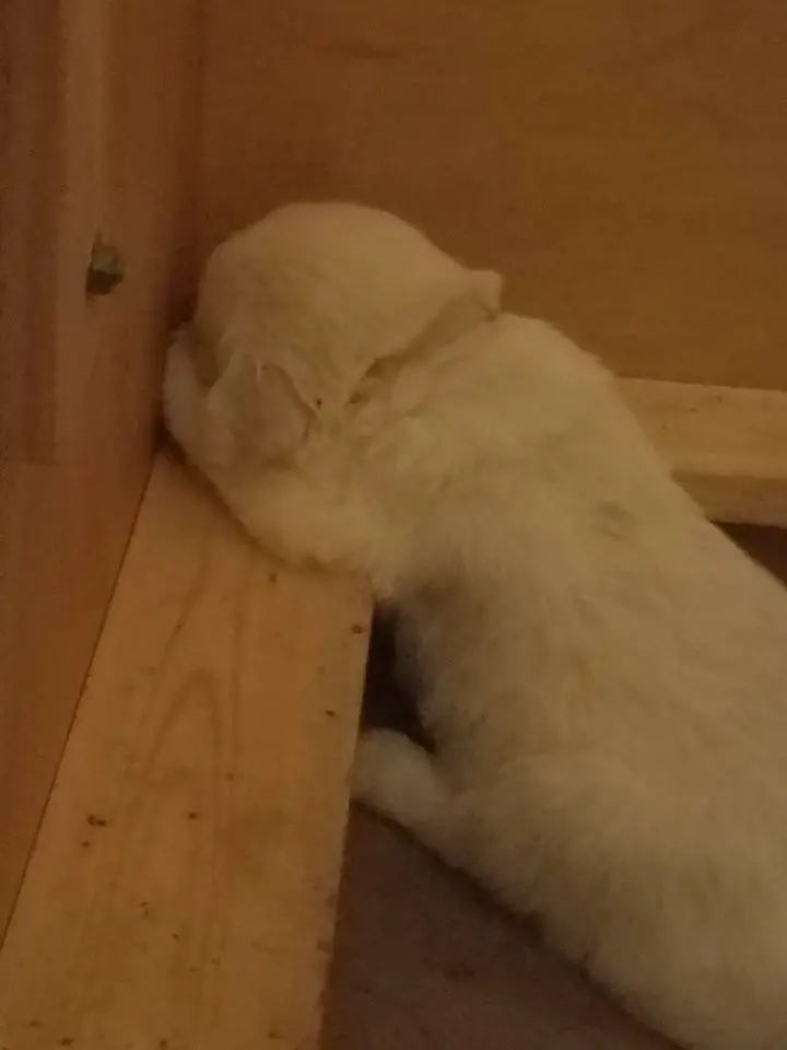 A Golden Retriever puppy sleeping in the corner