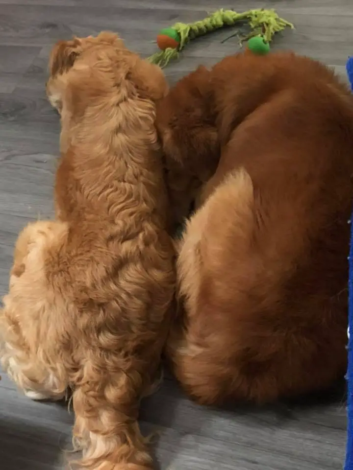 two Golden Retrievers sleeping next to each other on the floor