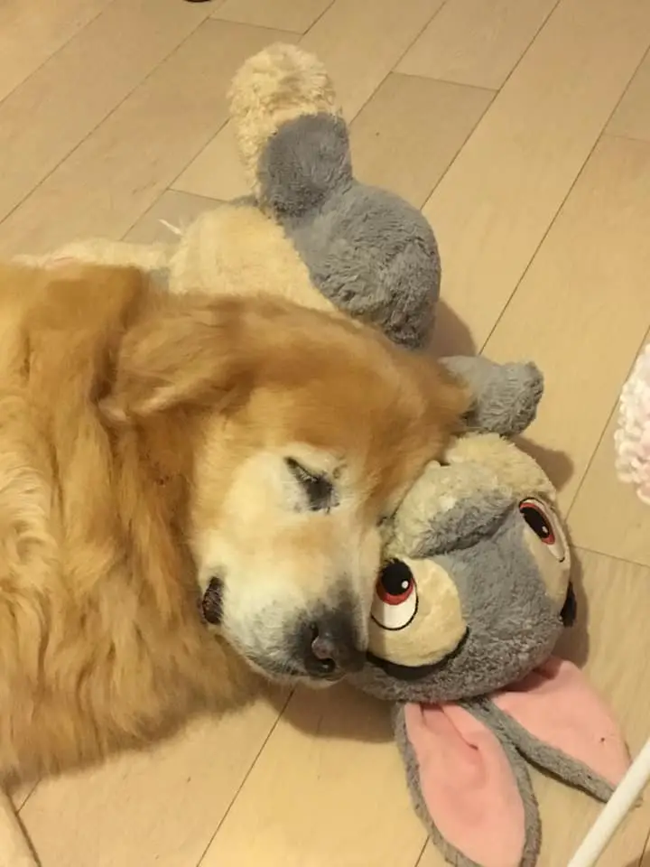 A Golden Retriever sleeping on the floor with its head on top of a bunny stuffed toy